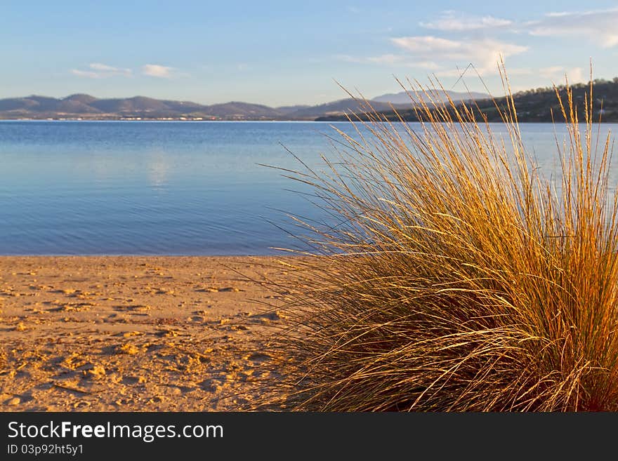 Seaside view of beach with a large tuft of sea grass, Tasmania. Seaside view of beach with a large tuft of sea grass, Tasmania.