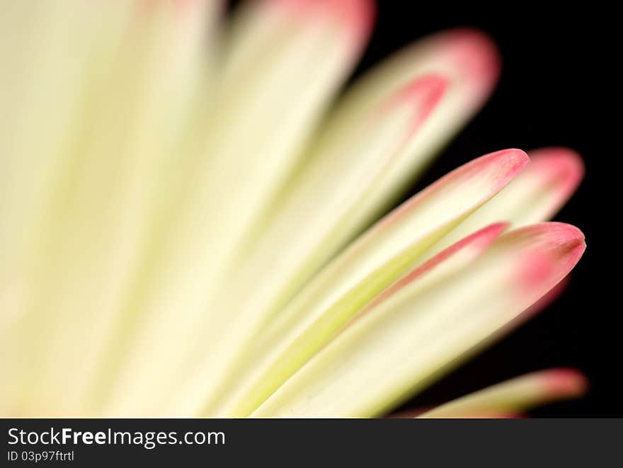 Close-up of Gerber petals