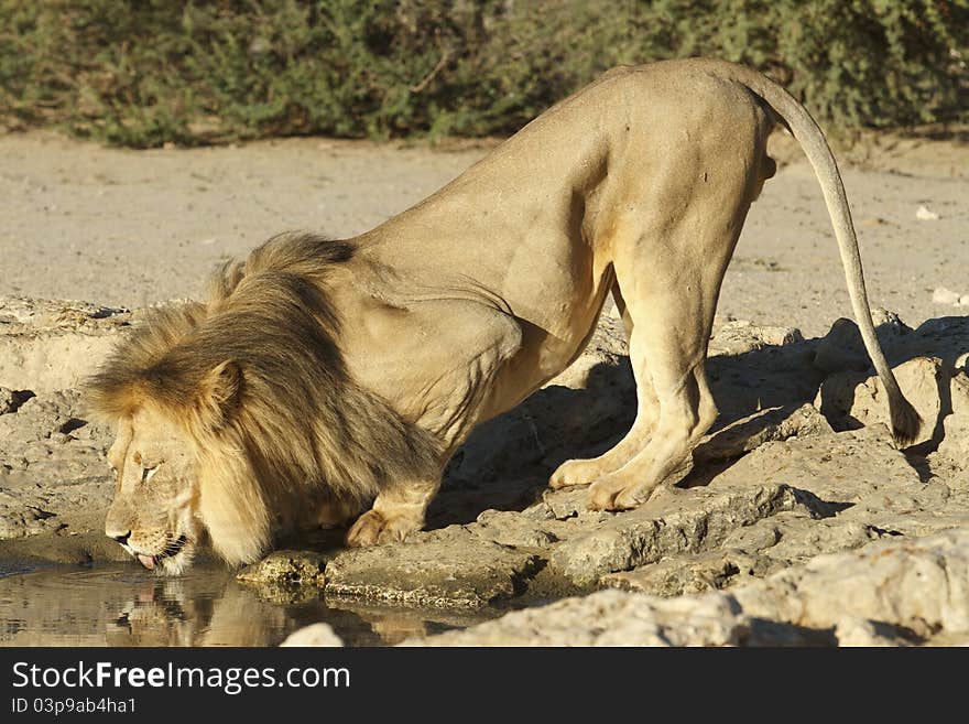 Portrait of a male lion drinking at a waterhole.