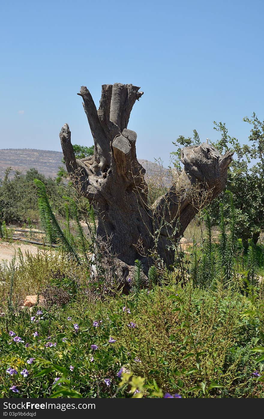 Dead tree on the plantation of olives in the of Samaria of Israel.