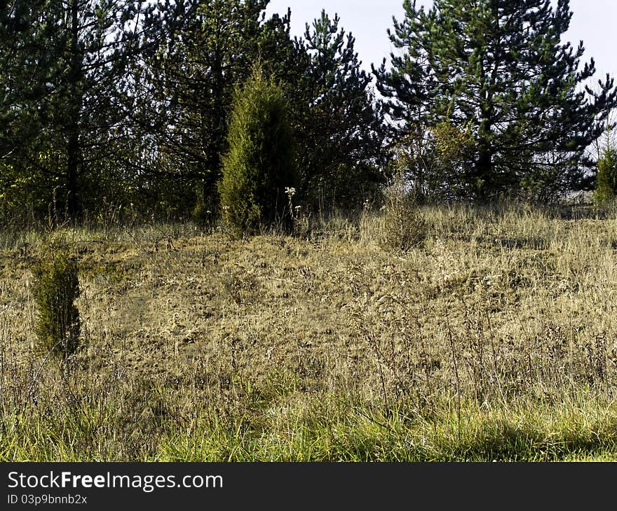 Field with Brambles