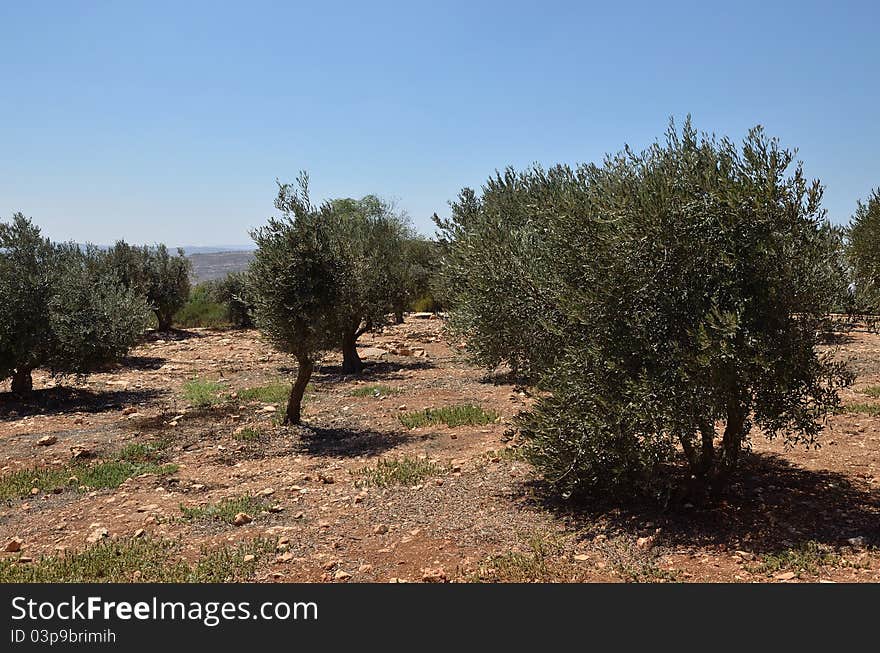 Plantation of olives