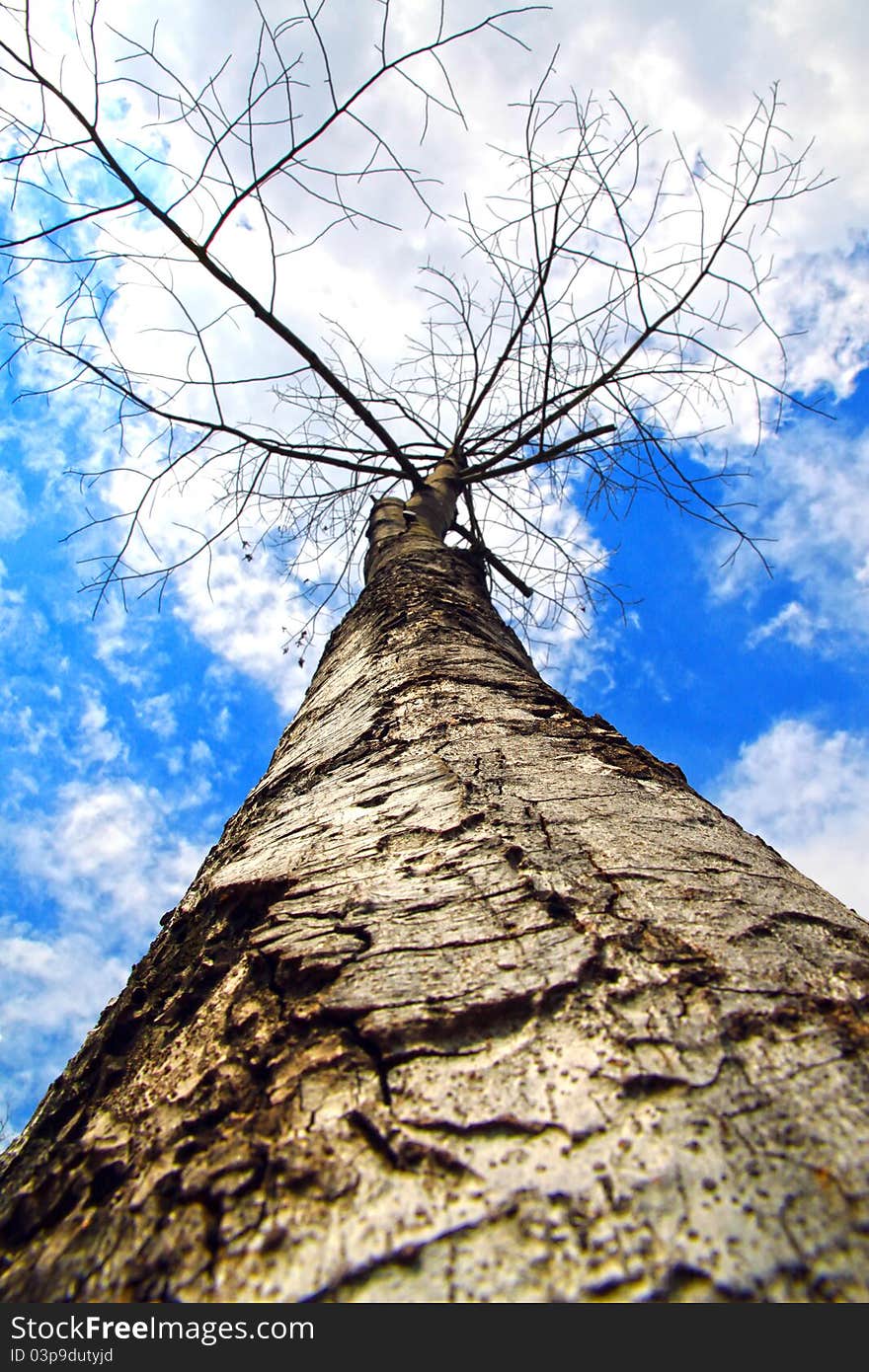 Silhouette tree and dramatic deep blue sky. Silhouette tree and dramatic deep blue sky