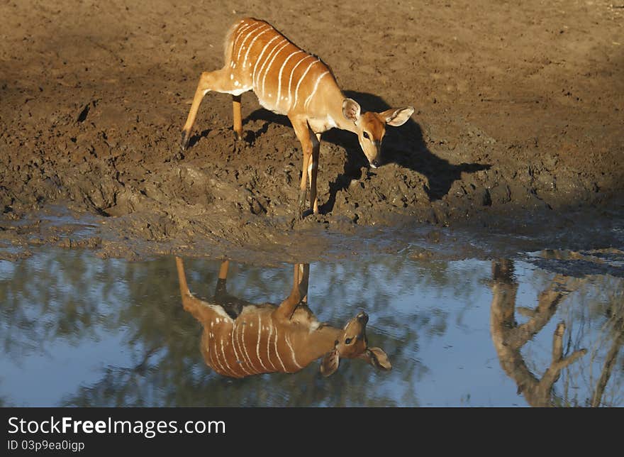 Nyala Cow