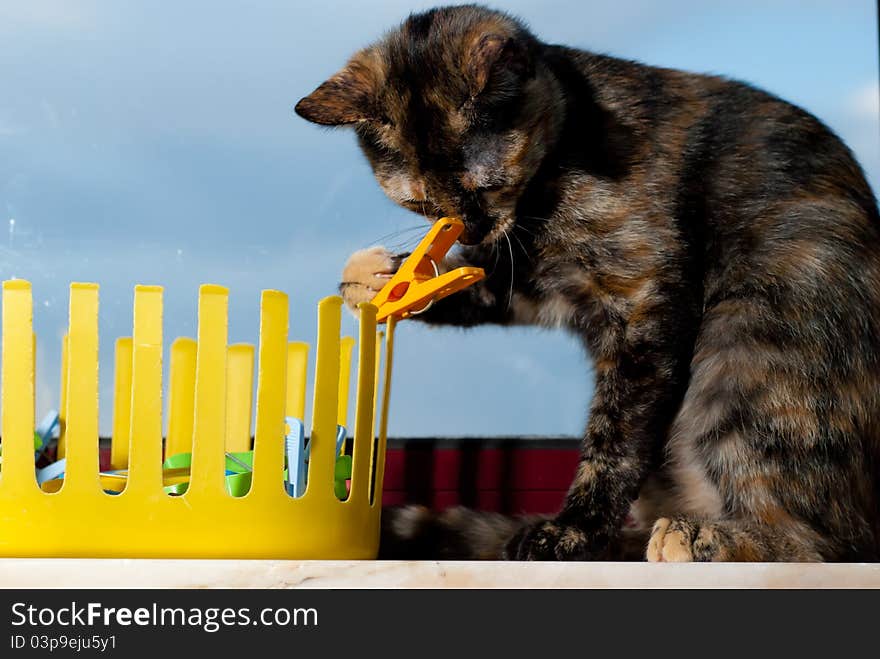 Cat playing with clothes pegs. Cat playing with clothes pegs