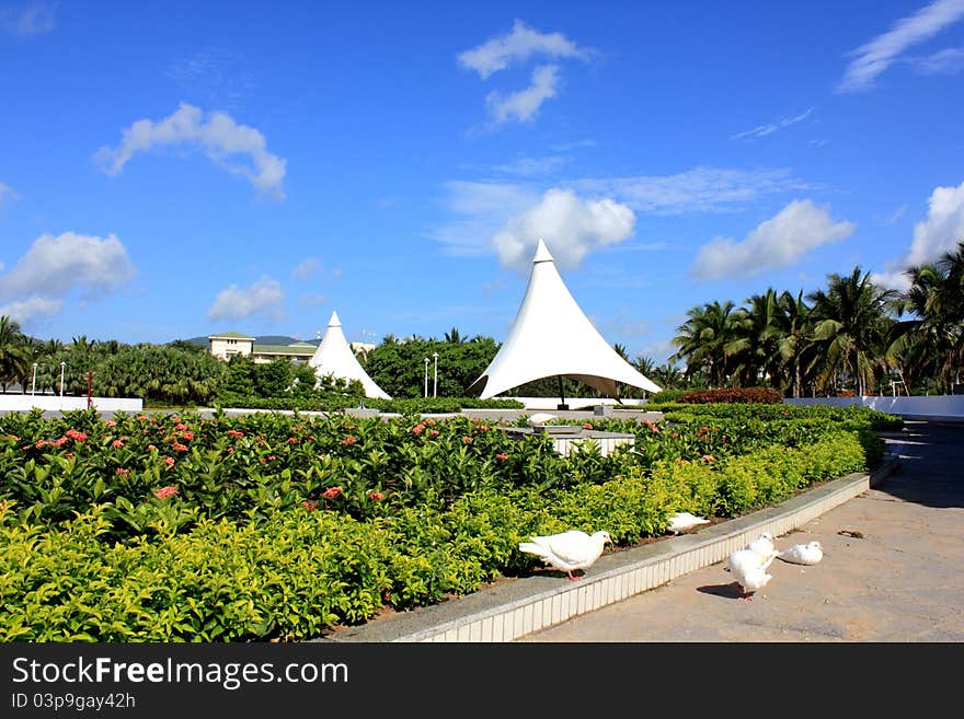 It is tropical Coconut Island scenery. It is tropical Coconut Island scenery