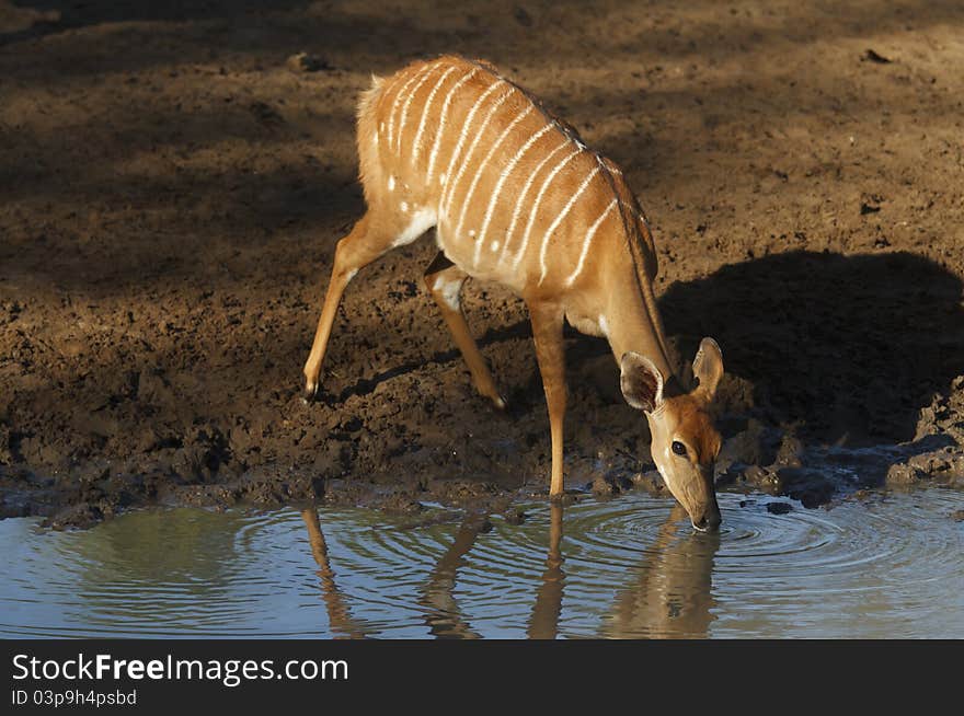 Nyala cow drinking at a waterhole.