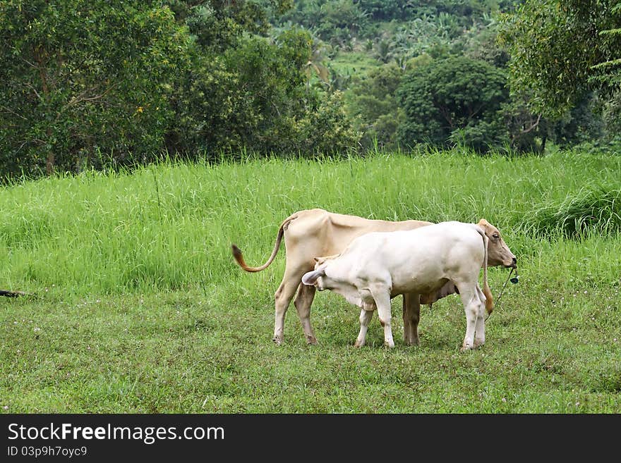 Two thai cows in grass land