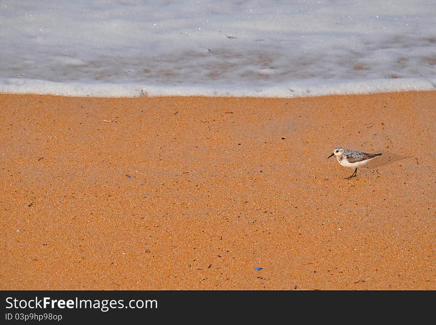 Sandpiper Bird on Orange Beach