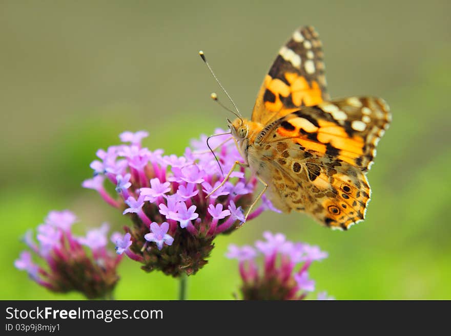 Orange butterfly with purple flower.