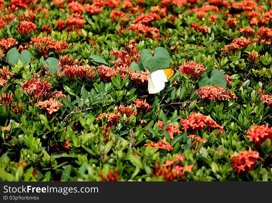 A butterfly on orange flowers. A butterfly on orange flowers