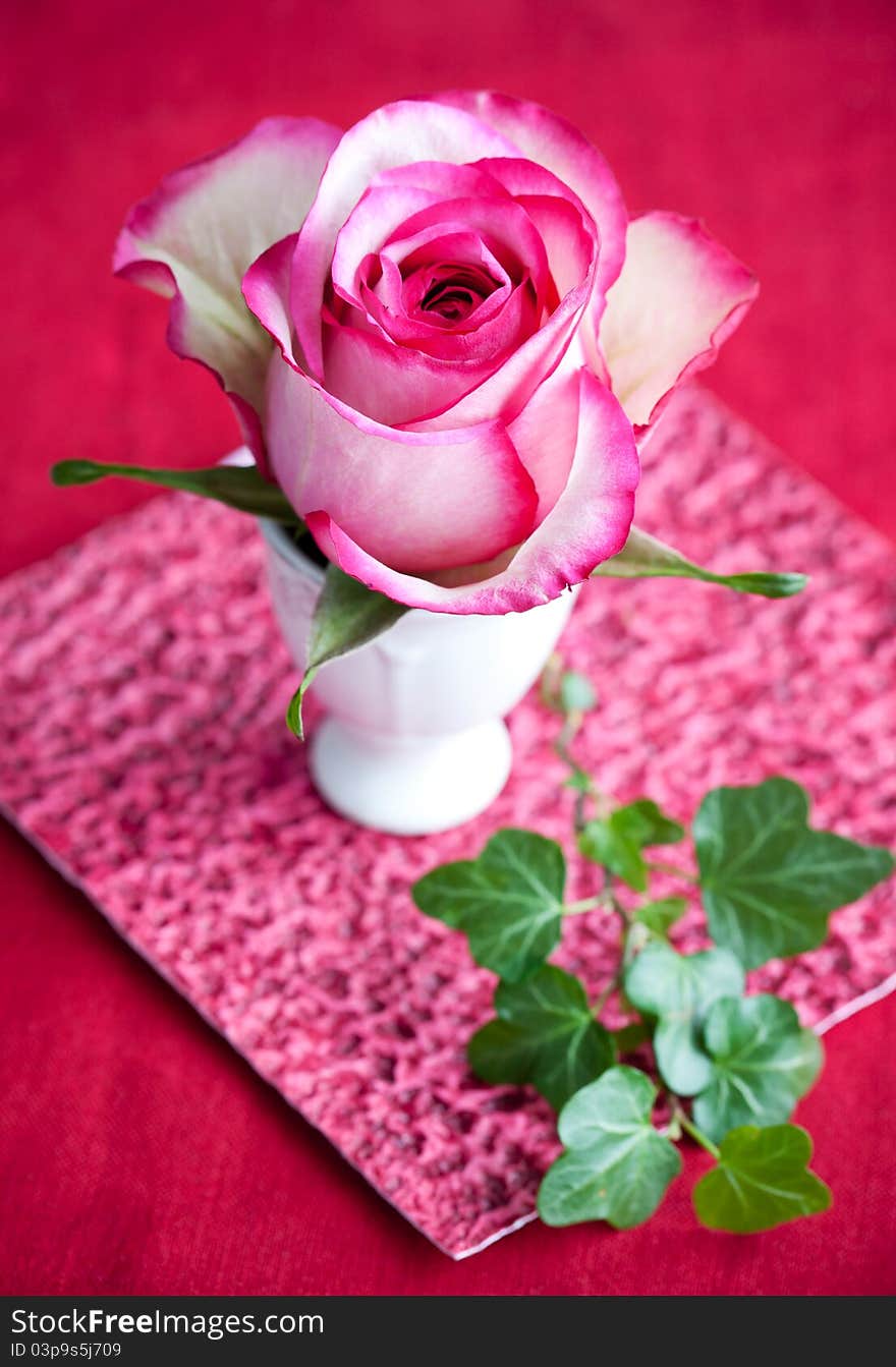 Pink and white rose in small vase. Pink and white rose in small vase