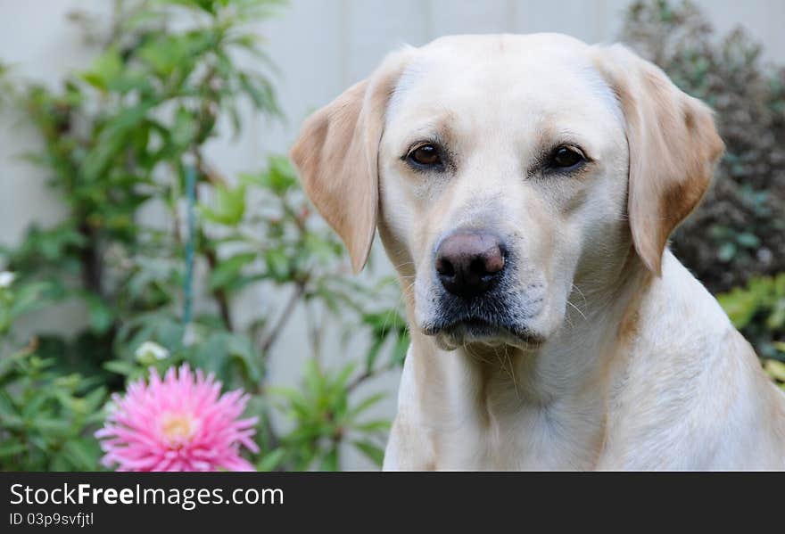 Cute labrador puppy outdoors in a pretty garden