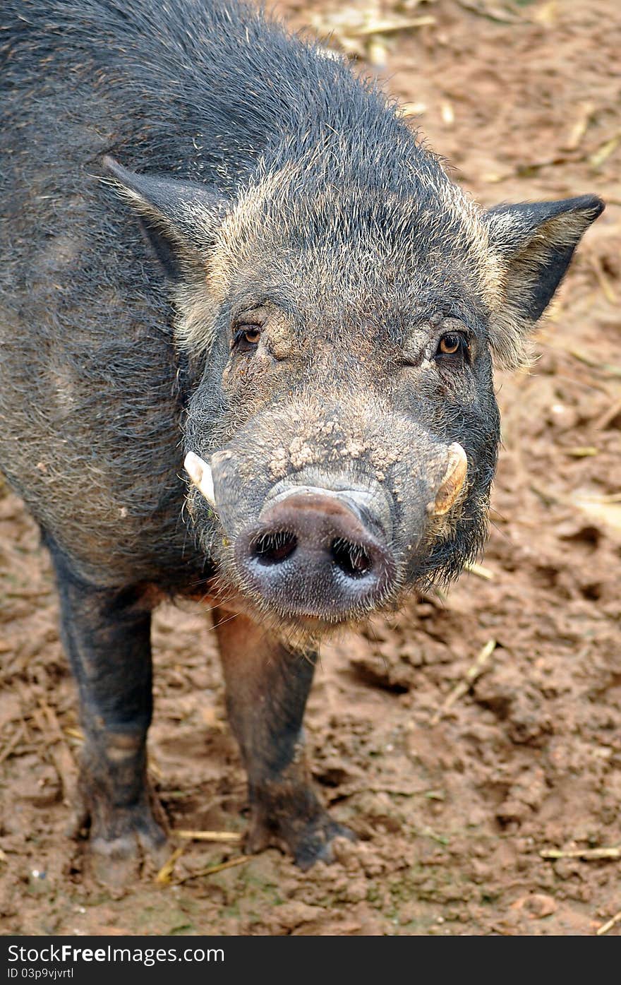 The body of the wild boar is compact; the head is large, the legs relatively short.