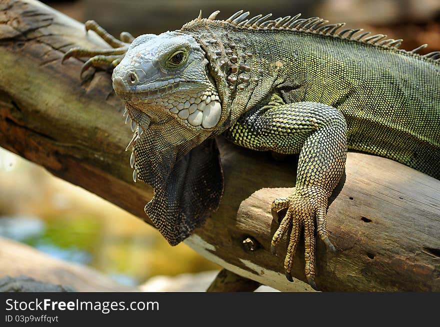 The green iguana ranges over a large geographic area, from southern Brazil and Paraguay to as far north as Mexico and the Caribbean Islands; and in the United States as feral populations in South Florida, Hawaii, and the Rio Grande Valley of Texas.