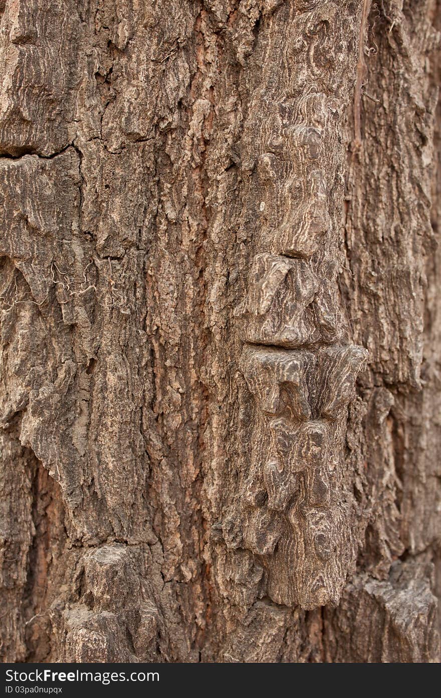 Old dark bark in background