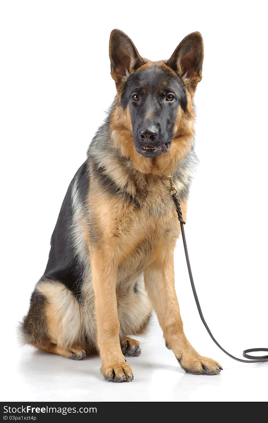 German shepherd sitting on white