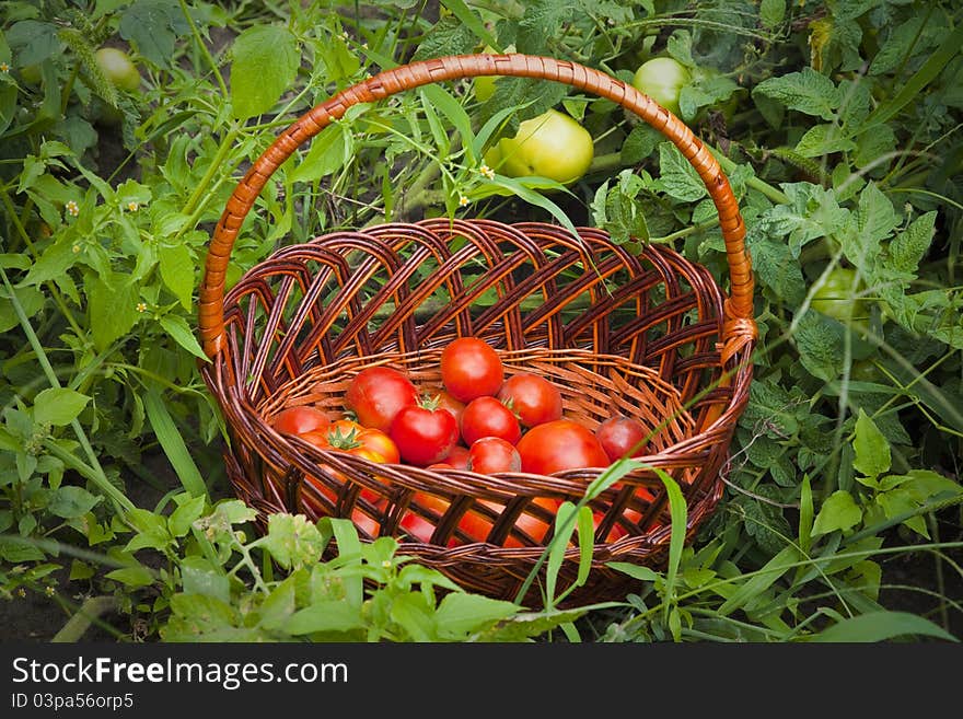 Basket of Tomatoes