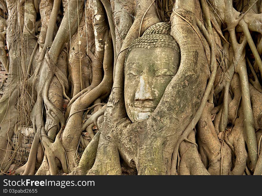 Head of Sandstone Buddha in roots of Banyan tree at Ayutthaya , Thailand