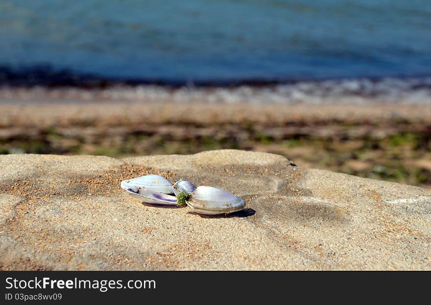 Seashells on stone near sea