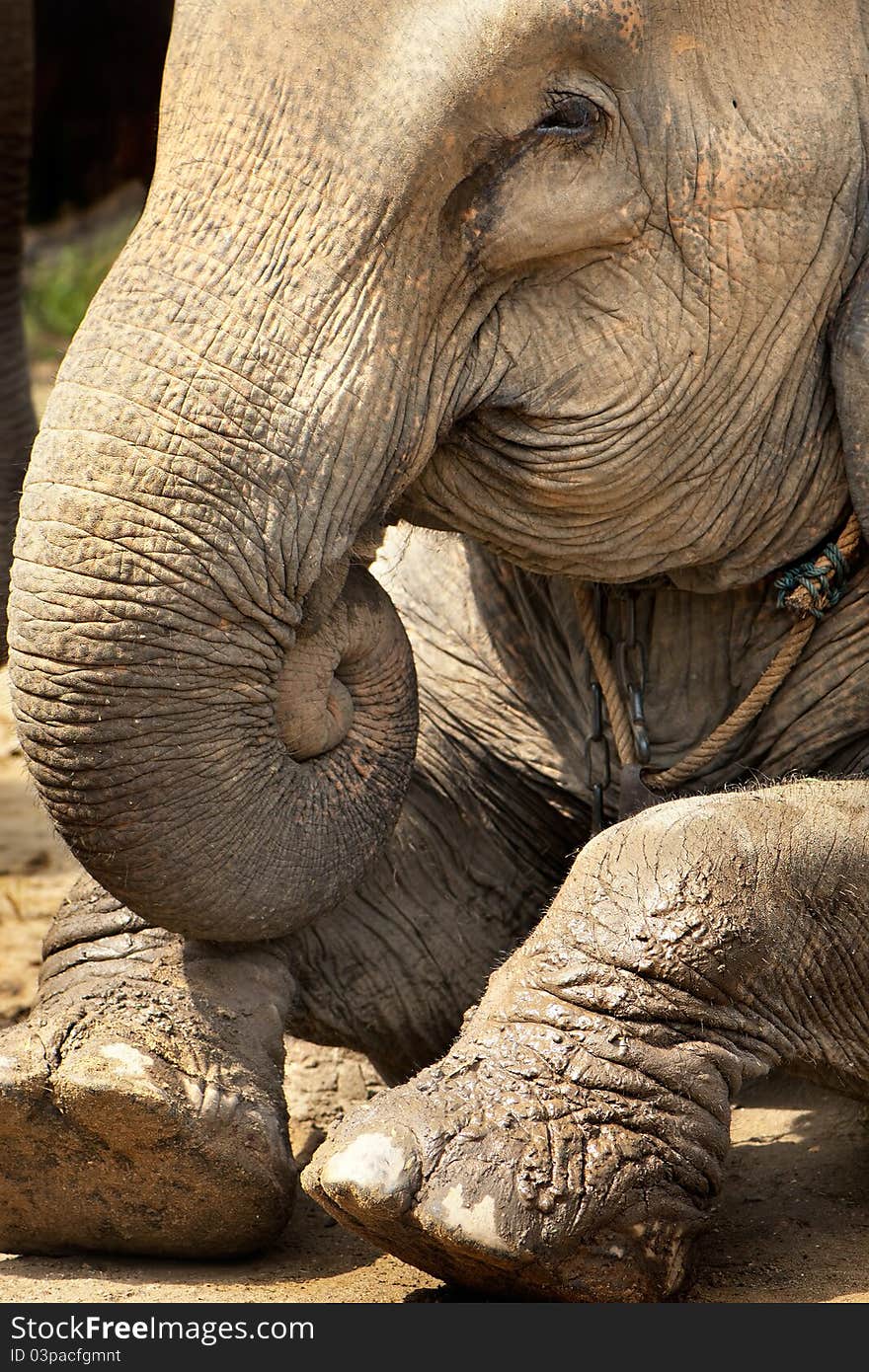 Asian baby elephant sitting in zoo