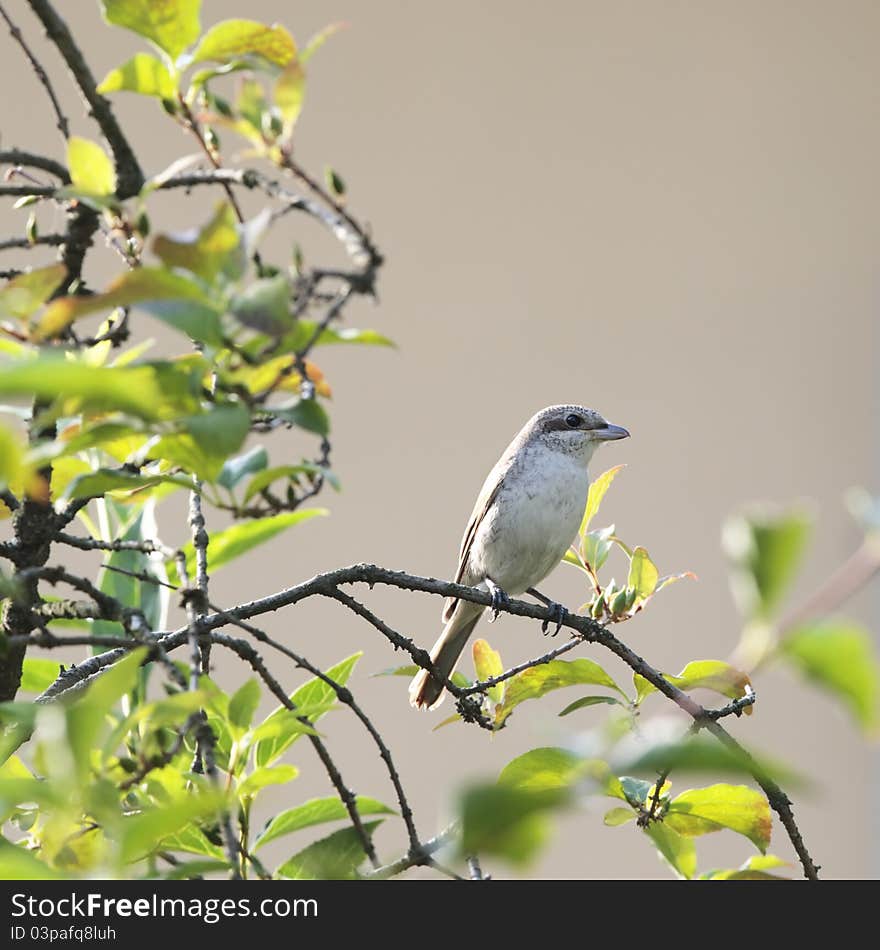 Red Basked Shrike