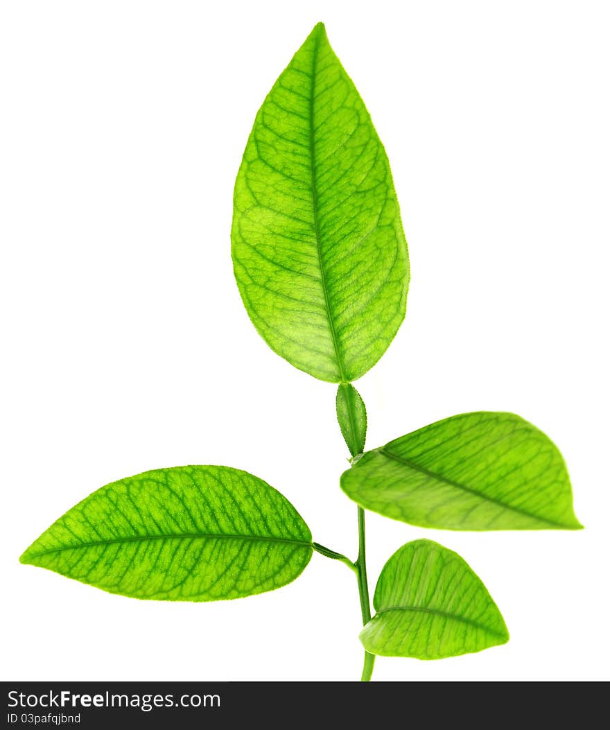 Image of green plant isolated over white