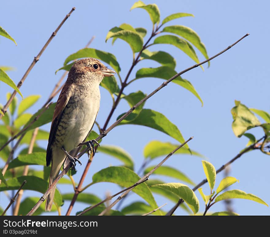 Red basked shrike portrait