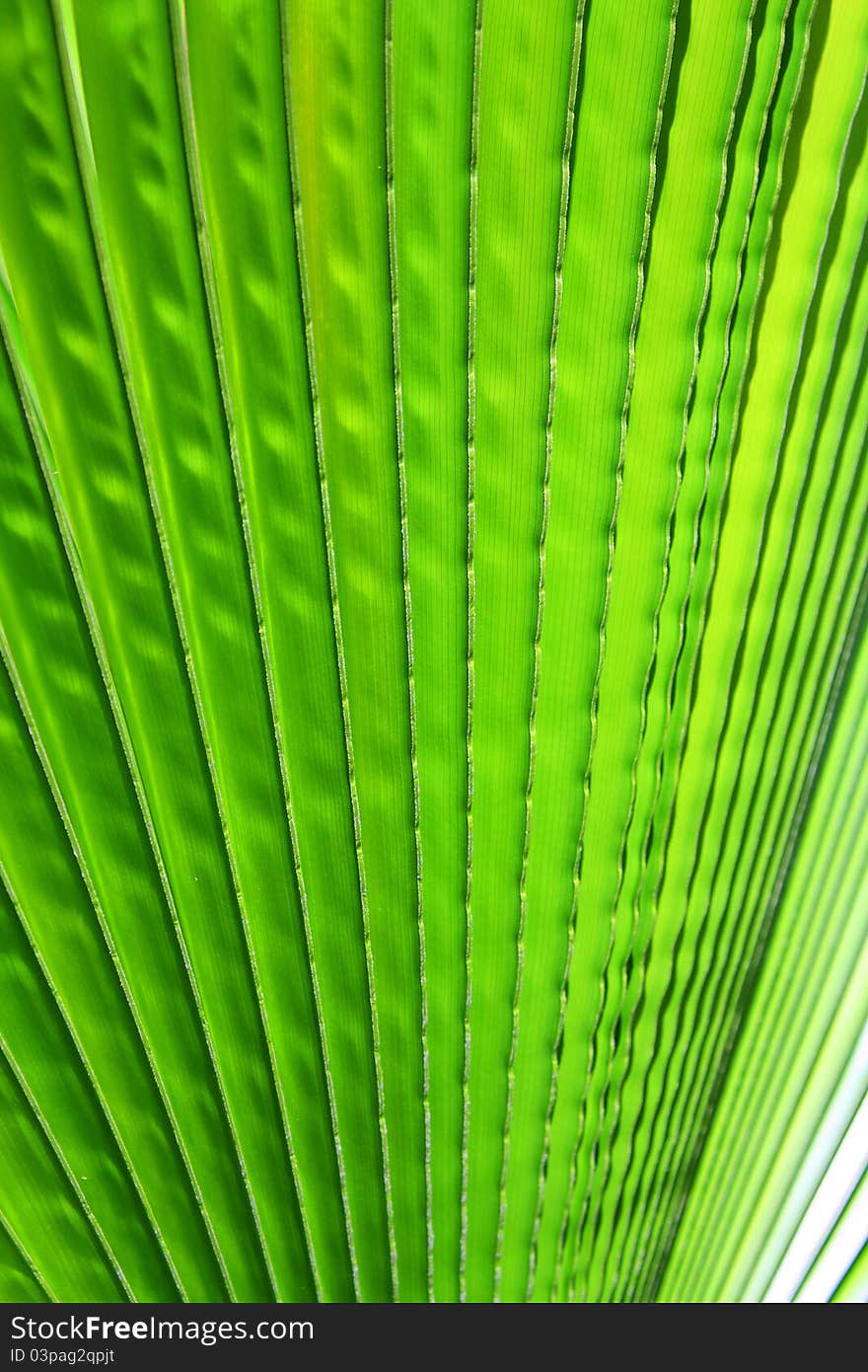 Image of green palm leaf closeup