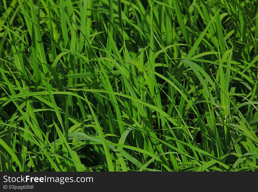 Green Rice leaves in field