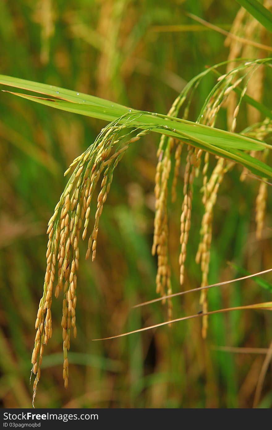 Ripening rice in a paddy field