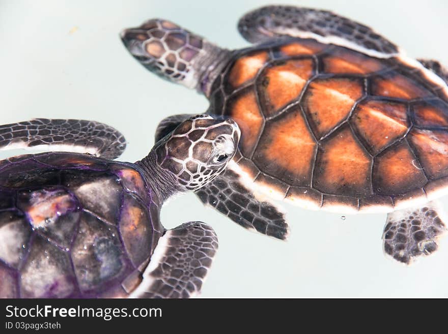 Baby turtle in a farm