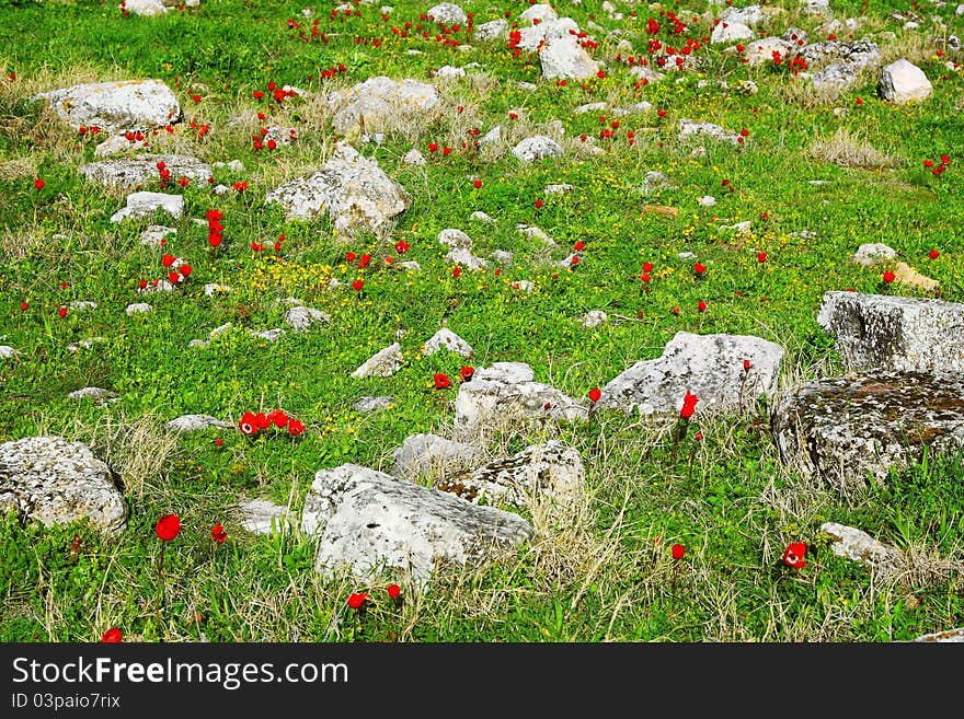 Meadow With Stones And Red Poppy Flowers