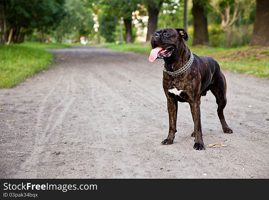 Boxer dog on a dirt road in park