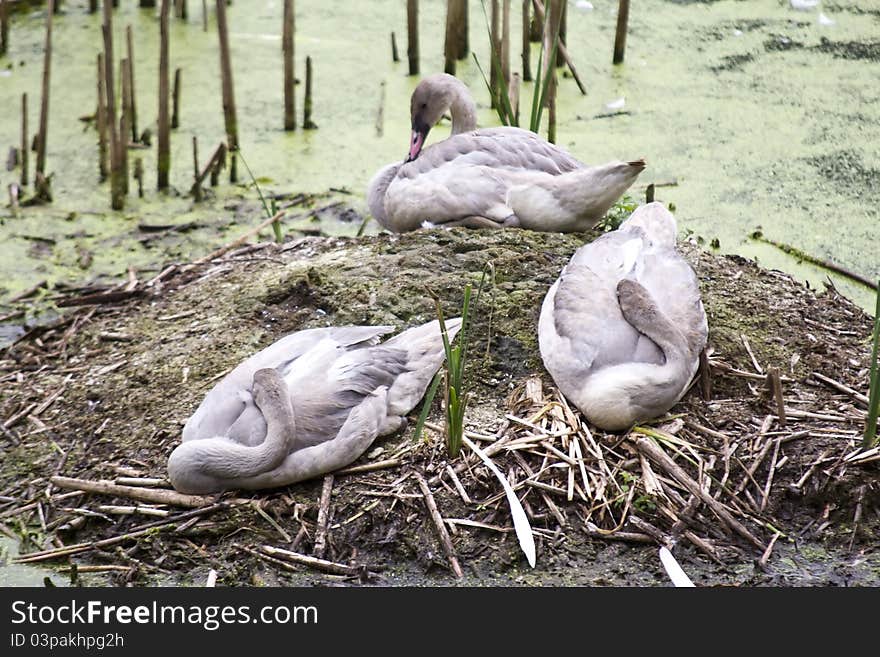 Three Swans