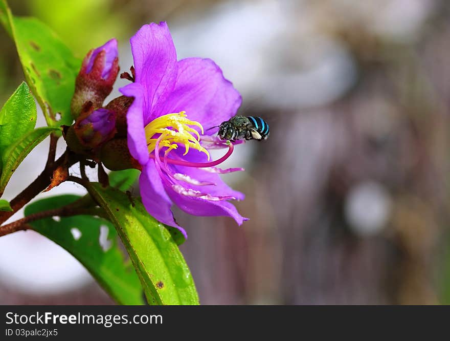 This is an image of a blue black bee. its abdomen has a shiny blue and black stripes. this is a rare invertebrate insect to pollinate the purple flower, Kuduk-Kuduk as it is called in Brunei. other insects like ants and birds and we can eat those little ripen fruits. it tastes sweet. the leaves are rough and grasshoppers and caterpillars are favoured with them. This is an image of a blue black bee. its abdomen has a shiny blue and black stripes. this is a rare invertebrate insect to pollinate the purple flower, Kuduk-Kuduk as it is called in Brunei. other insects like ants and birds and we can eat those little ripen fruits. it tastes sweet. the leaves are rough and grasshoppers and caterpillars are favoured with them.