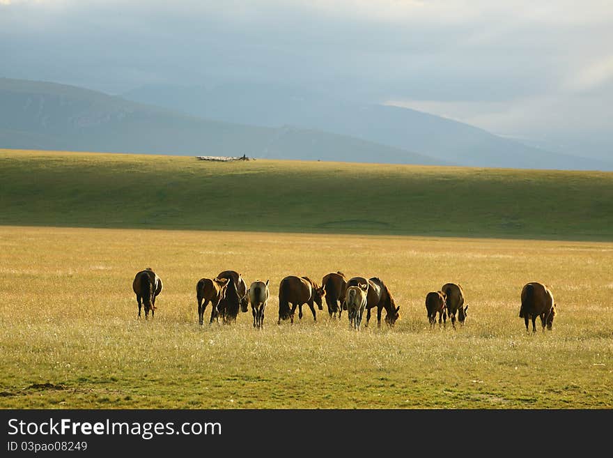 Ranch horses