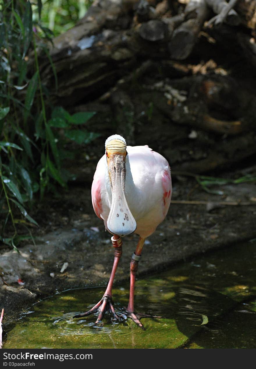 Roseate Spoonbill (Platalea ajaja) in captivity