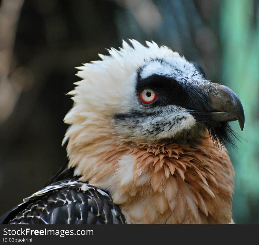 Bearded Vulture (Gypaetus barbatus) portrait