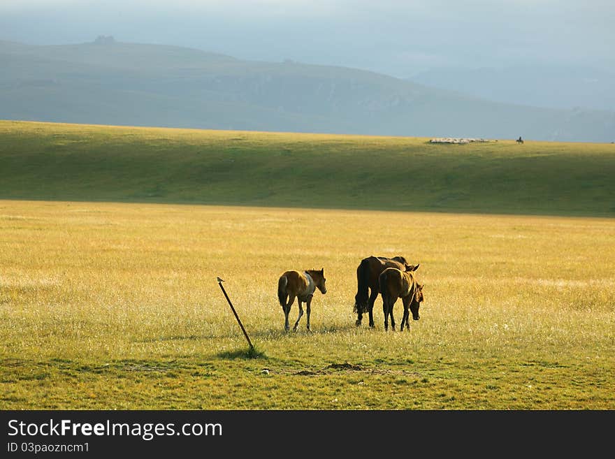 Ranch horses