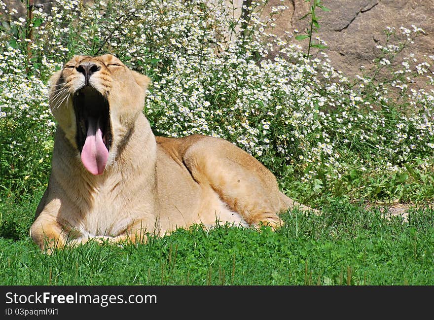 Yawning lioness on the floral background