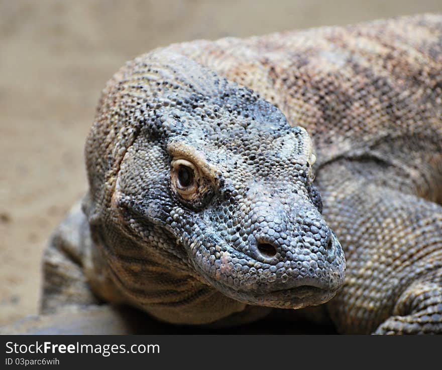 Endangerd Komodo dragon in captivity