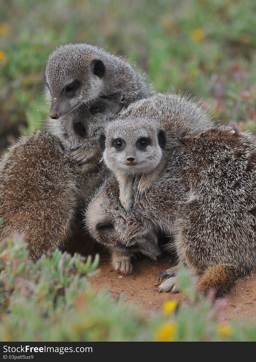 A group of meerkats watching out. A group of meerkats watching out