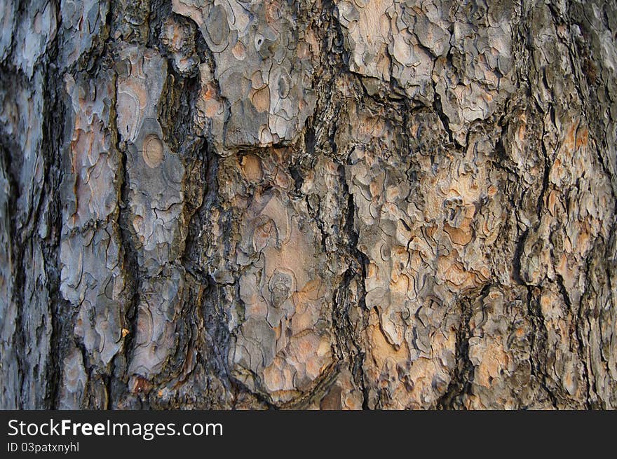 Cortex adult tree becoming rough brown with sulphur and beige tone. Cortex adult tree becoming rough brown with sulphur and beige tone