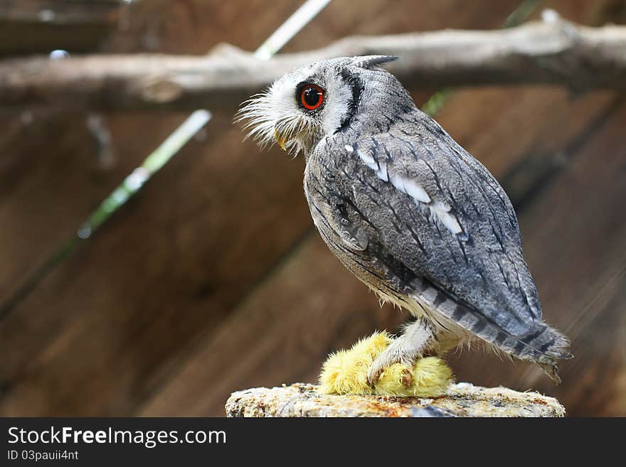 A close-up portrait of small Owl with a dead chicken in its claws