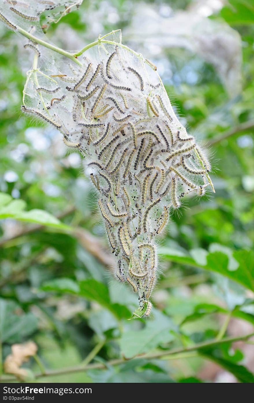 Eastern Tent Caterpillar (Malacosoma americana) emerging from the tent. Eastern Tent Caterpillar (Malacosoma americana) emerging from the tent