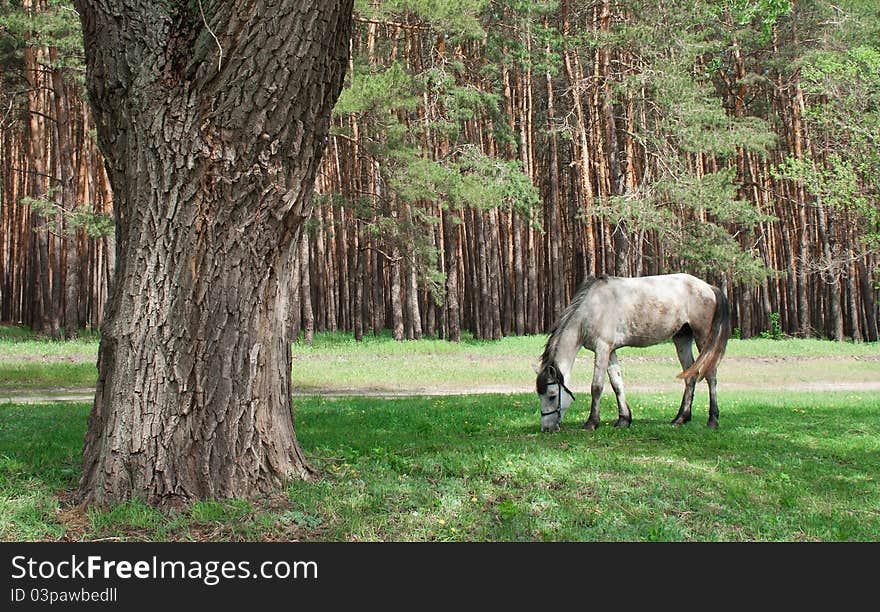 White horse grazing on the green meadow under the tree near the pine forest. White horse grazing on the green meadow under the tree near the pine forest