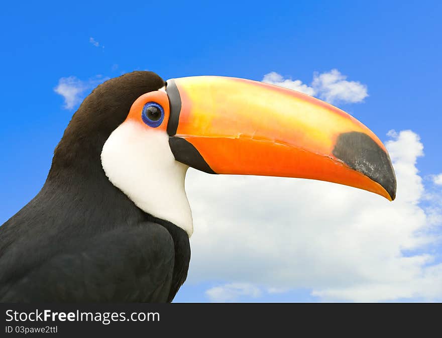 Toco toucan with sky in background.