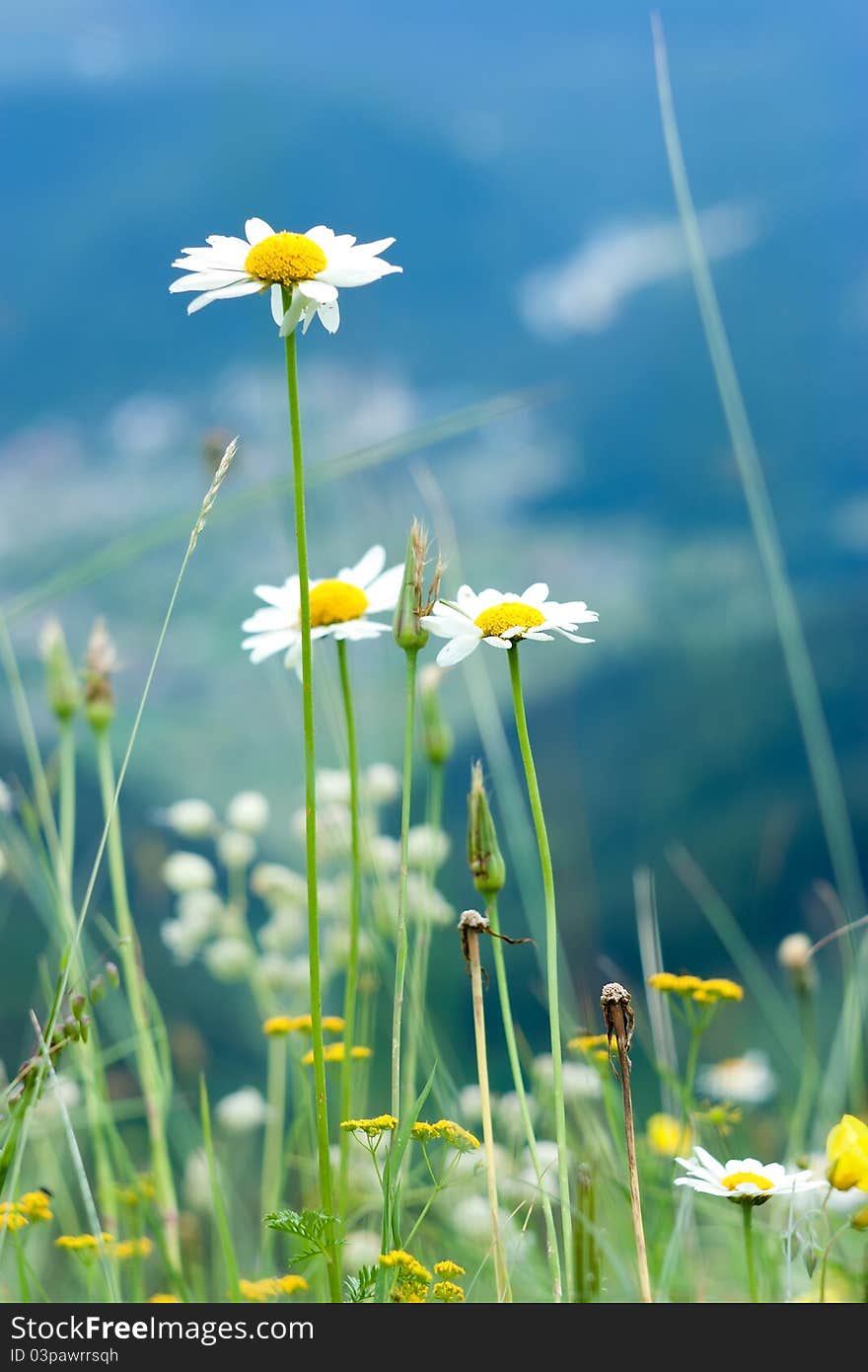 Beautiful wild chamomiles in mountains