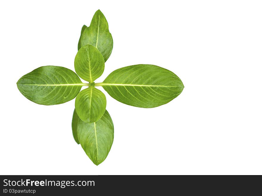 A close-up shot of a periwinkle plant showing the stages of growth and development of its leaves. A close-up shot of a periwinkle plant showing the stages of growth and development of its leaves.